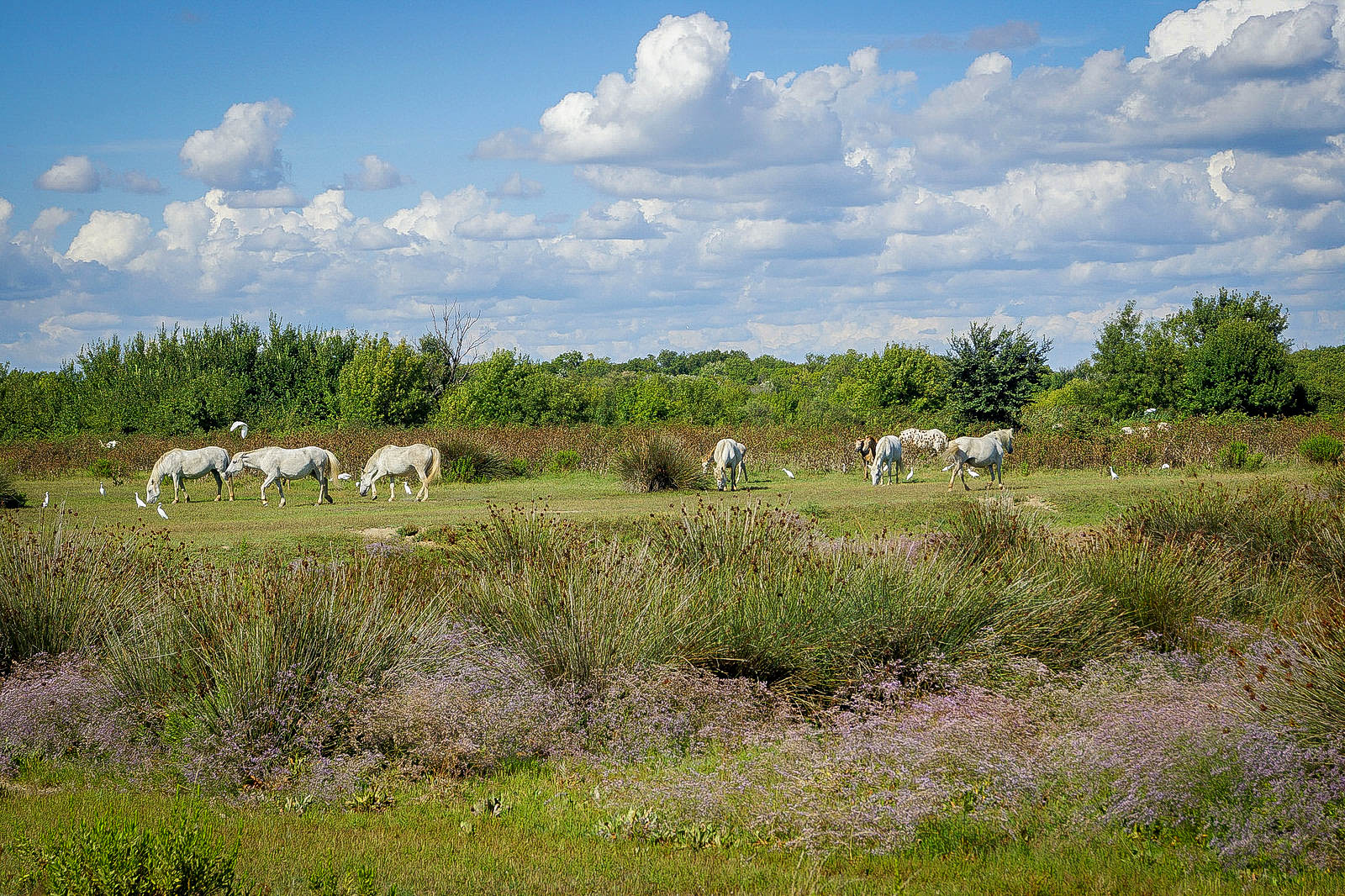 Chevaux sauvages Chevaux sauvages