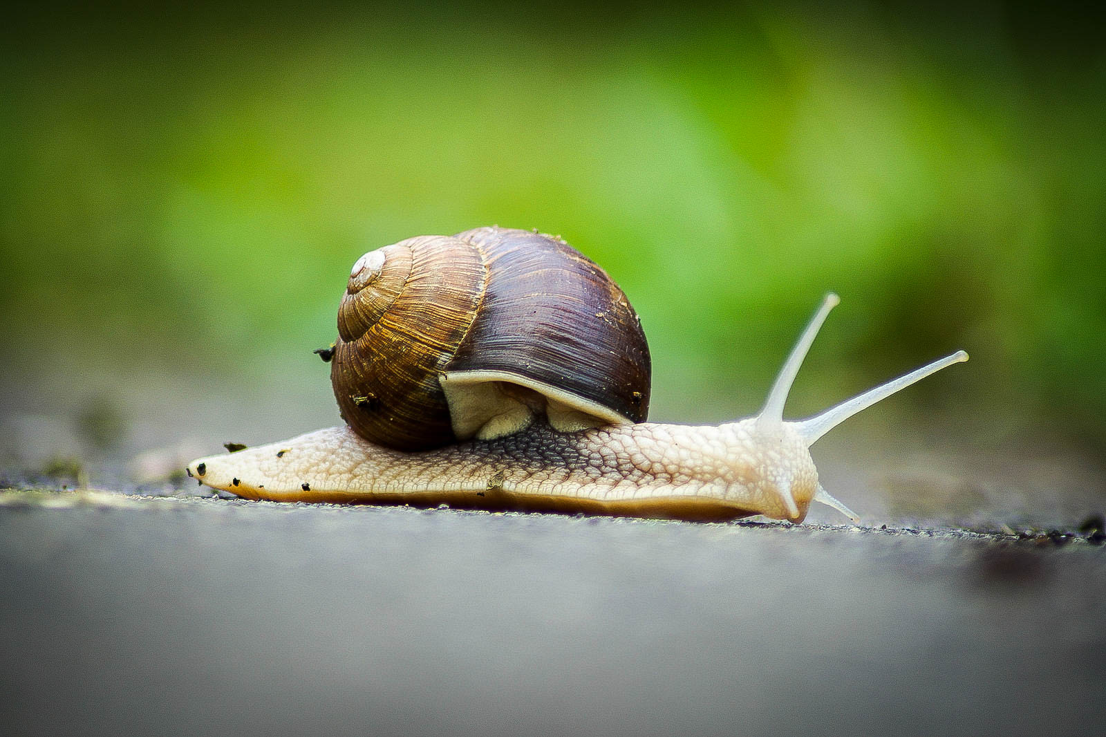 Escargot