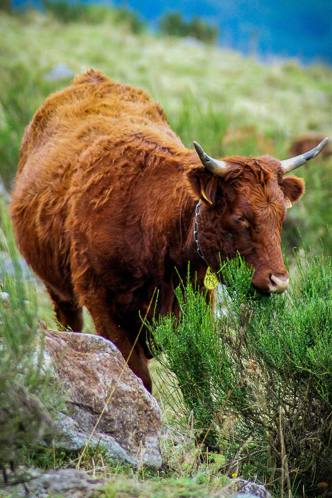 Vache de Salers