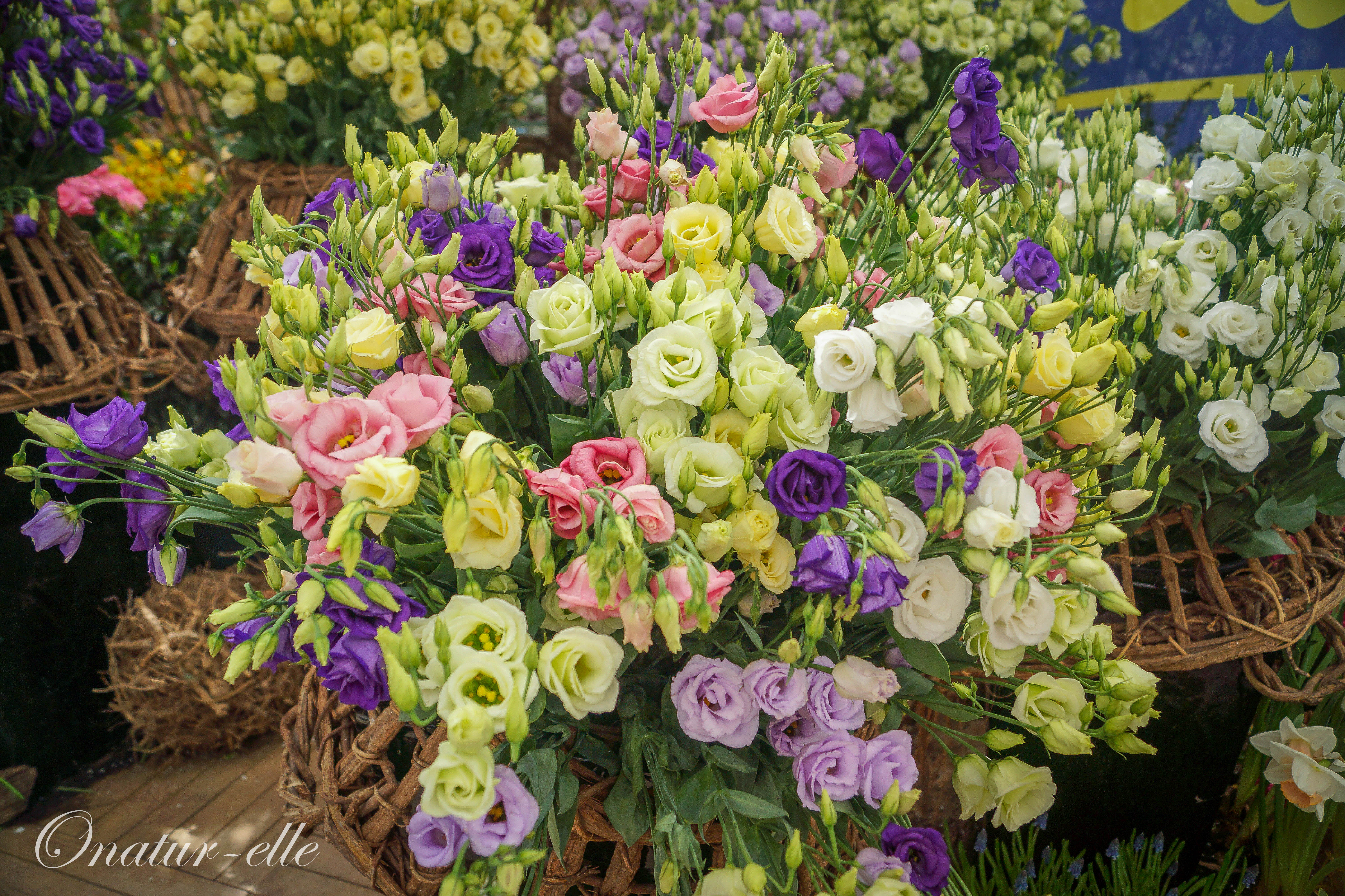 Composition florale (5) Composition florale (5)
