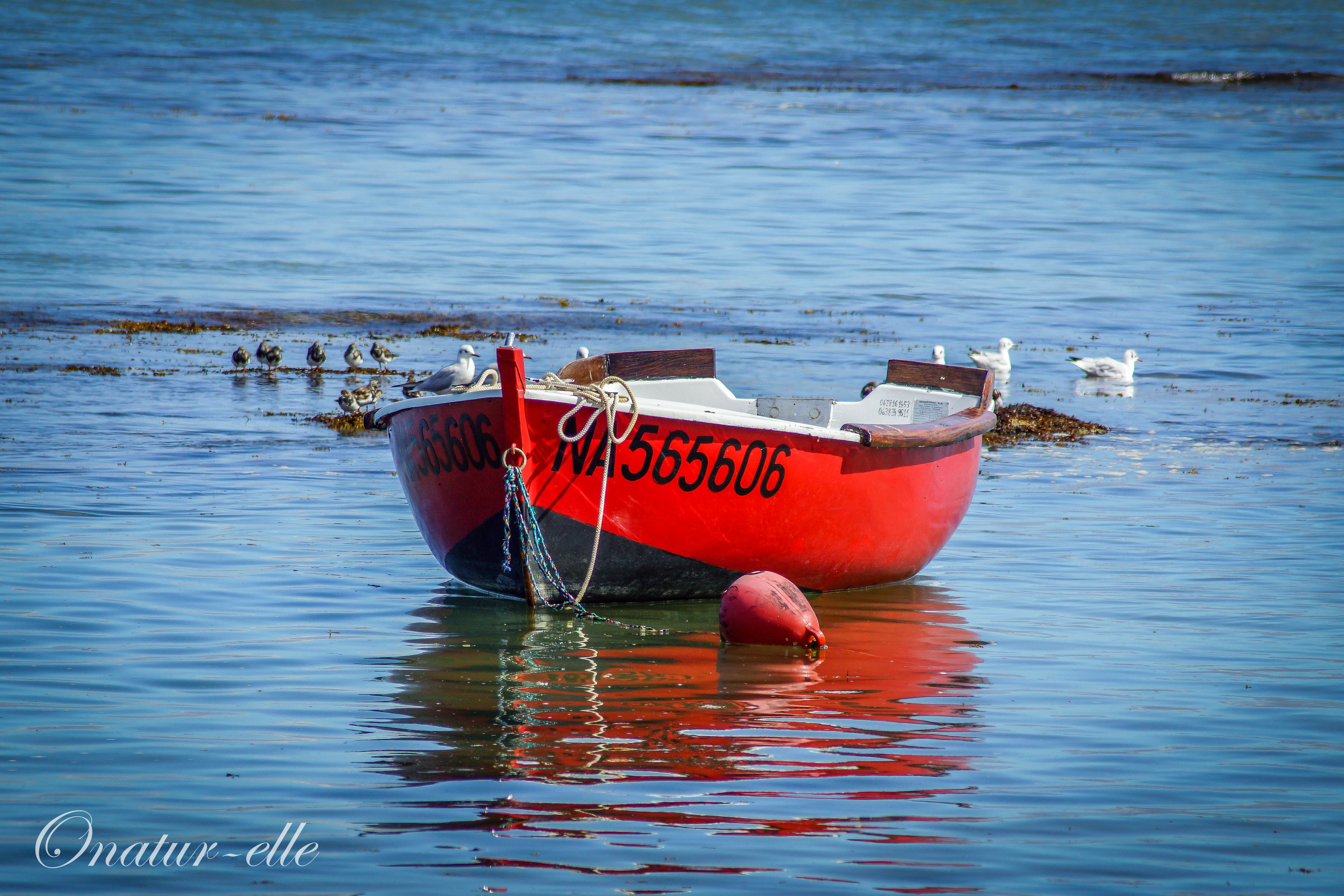Red boat Red boat