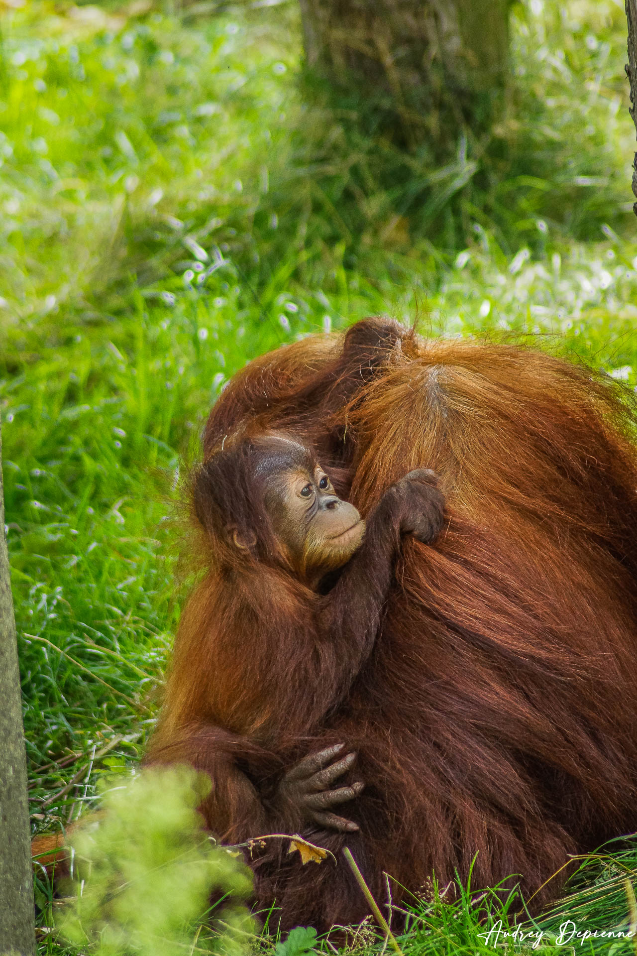 Pairi Daiza (4)