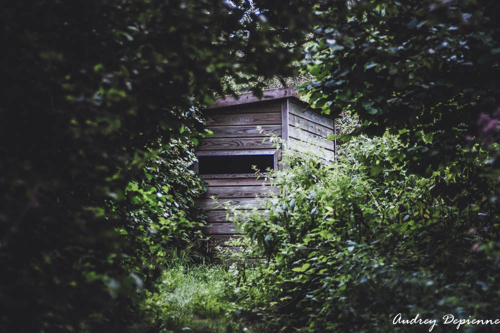Etangs de l’Ilé (5)
