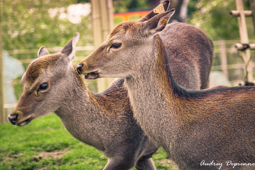 Pairi Daiza Octobre 2024