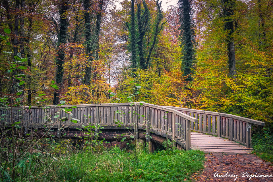 Mullerthal W7 (5)