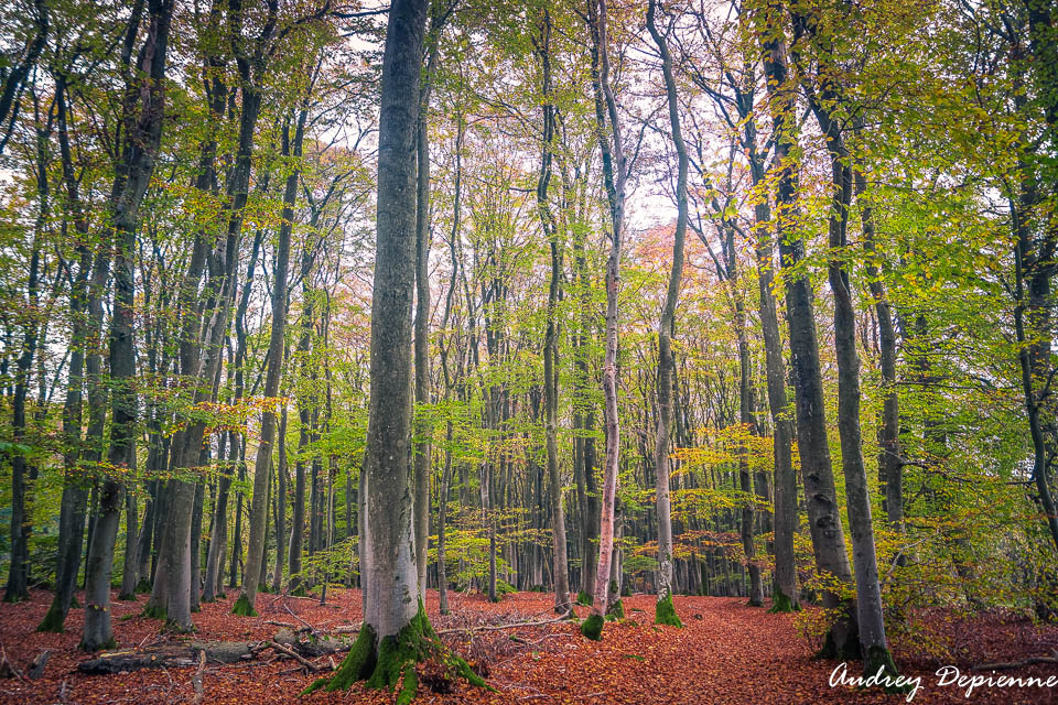 Mullerthal W7 (7)