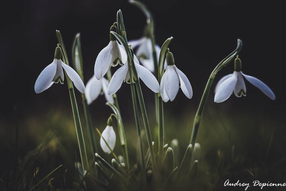 Perce-Neige