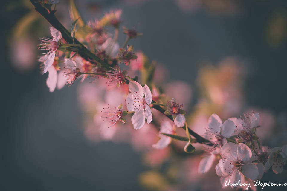 Welcome printemps (3)