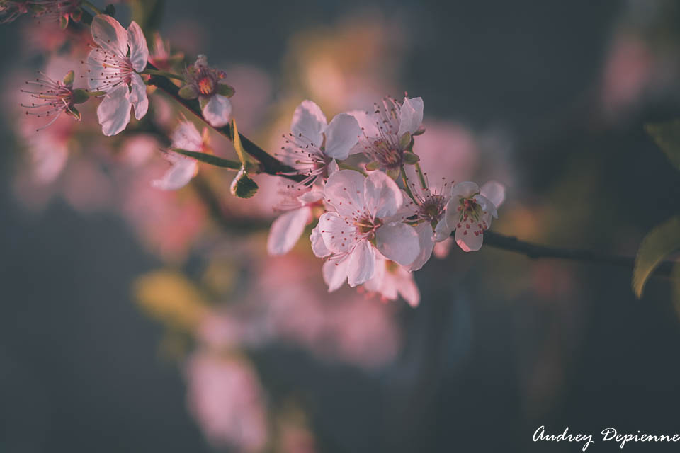 Welcome printemps
