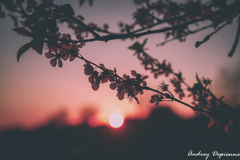 Welcome printemps (2)