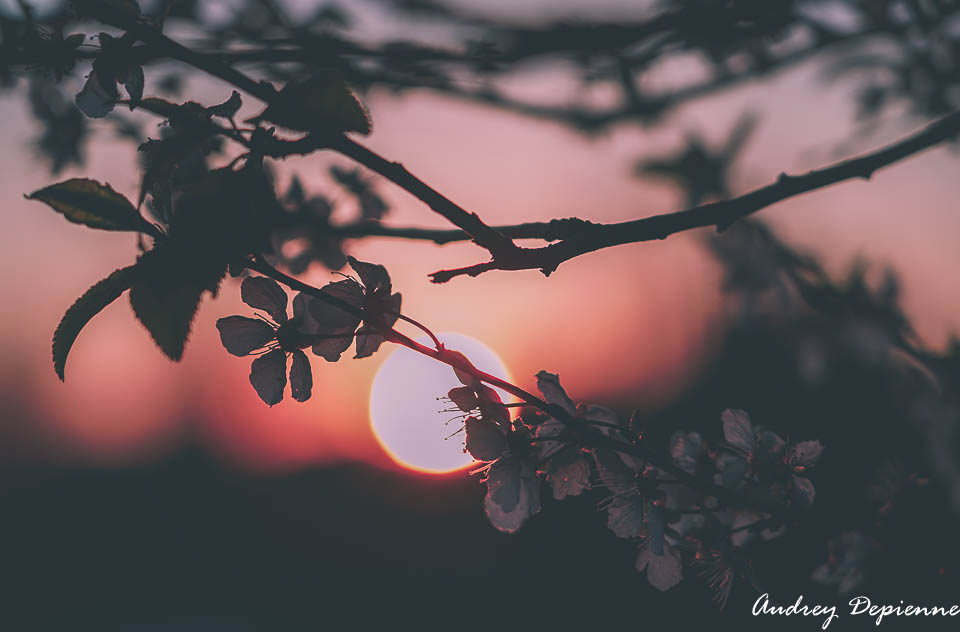 Welcome printemps (4)