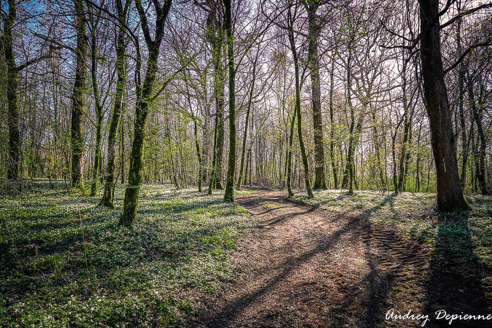 Sous bois