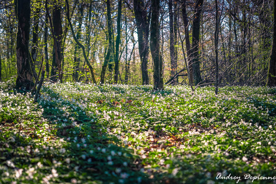 Sous bois (2)