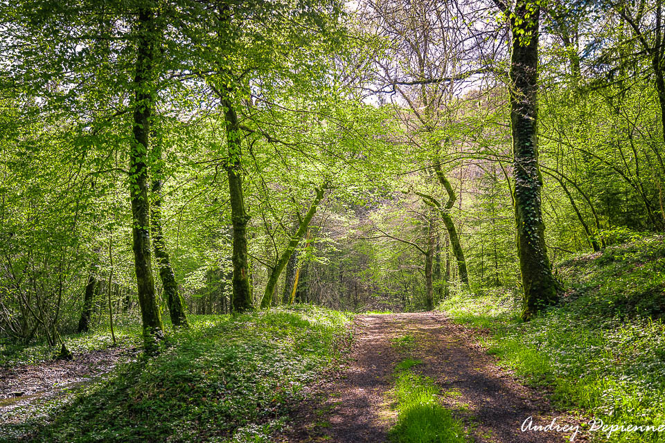 Promenons-nous dans les bois