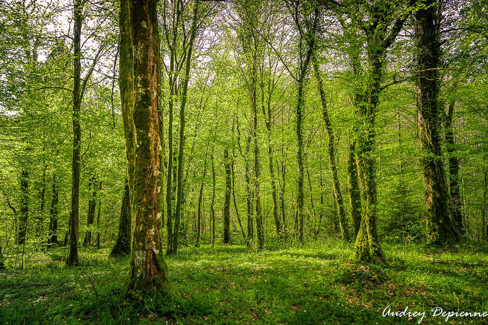 Promenons-nous dans les bois (2)