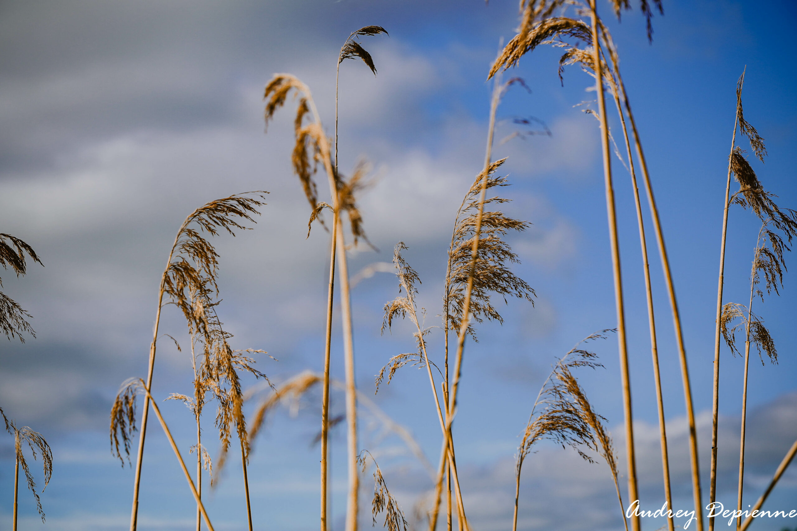 Dans le vent