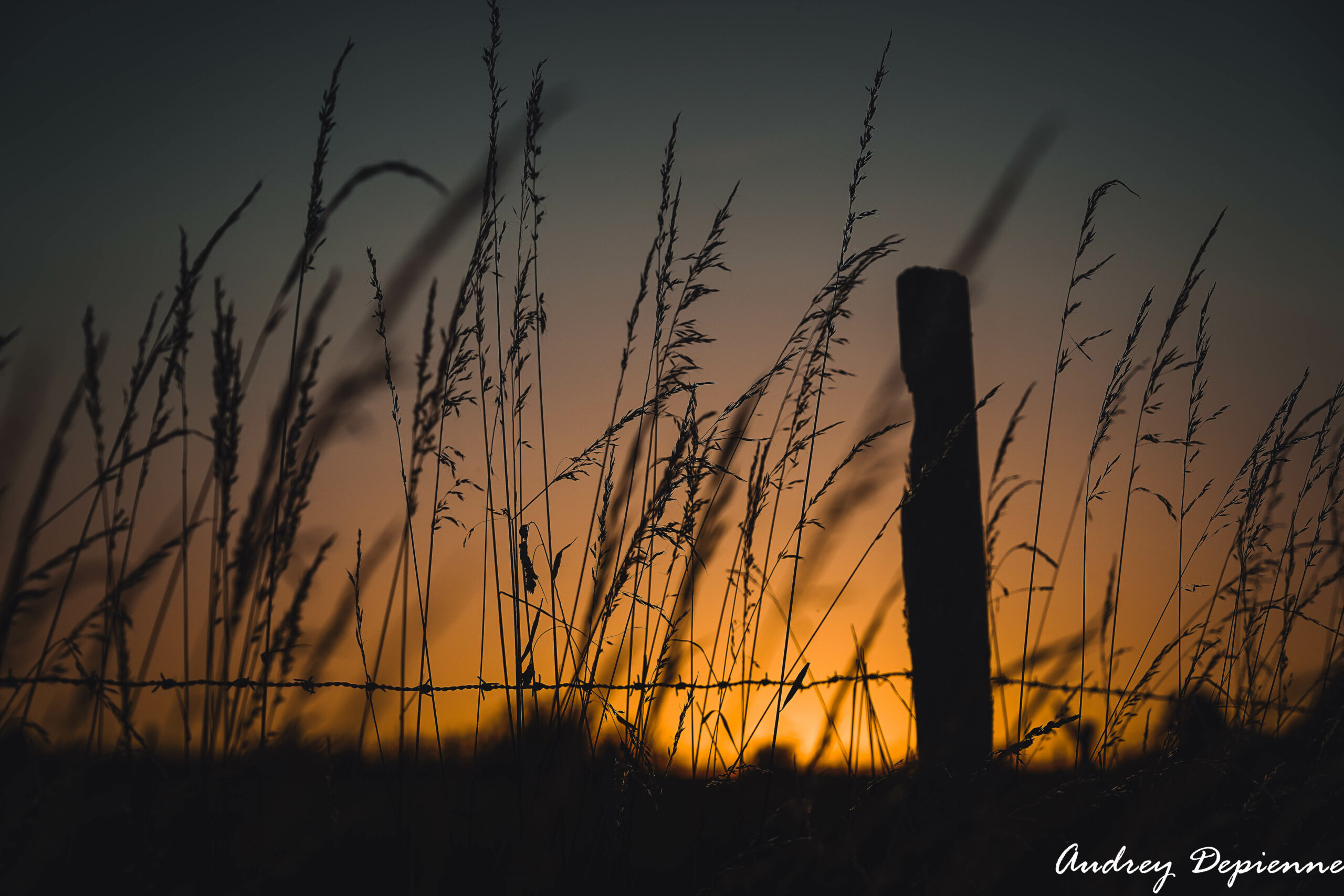 Soleil de fin de journée